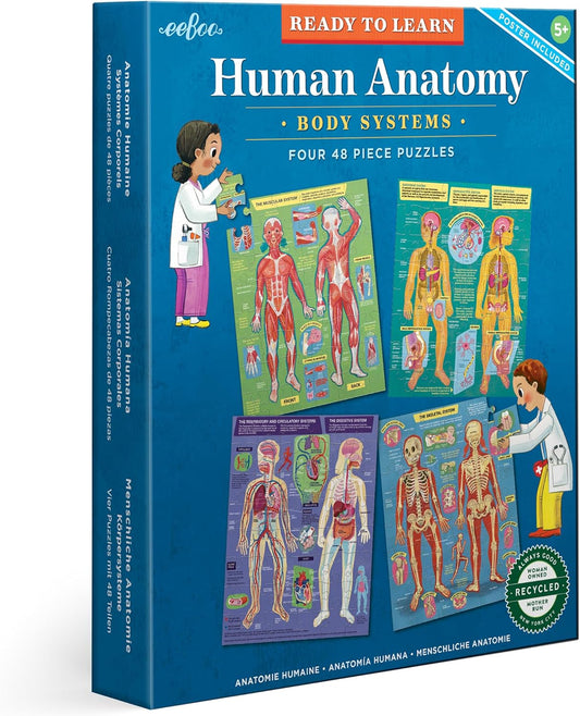 Human Anatomy Body Systems